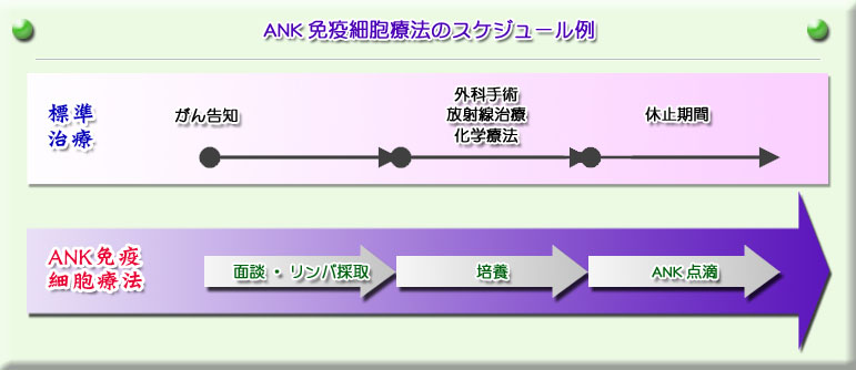 ANK免疫細胞療法のスケジュール例